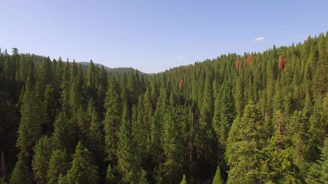 Low flying aerial shot in the Sierra National forest in California, just above and through the treetops. Lush green trees and blue sky during Summer.