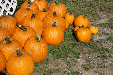 pumpkin harvest in autumn farm