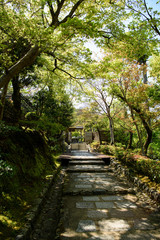 春の念仏寺　京都嵐山