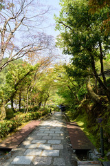 春の念仏寺　京都嵐山