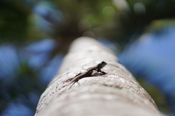 Lizard close up on a palm tree