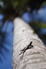 Lizard close up on a palm tree