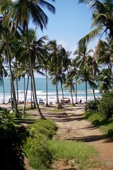 Fototapeta na wymiar Tropical Palm Trees on a Remote Beach by the Sea