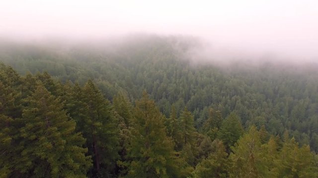 Aerial view flying over a foggy redwood forest in the hills of Northern California. Calm, quiet, misty.