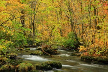 紅葉の奥入瀬渓流