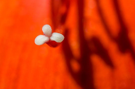 Estigma do l&iacute;rio vermelho.