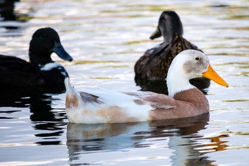 Ducks on the Lake