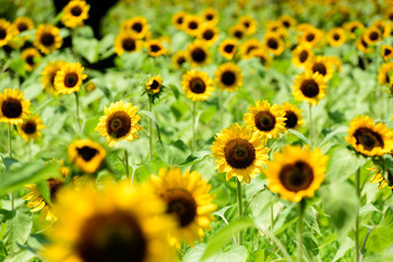 万博公園　ひまわり