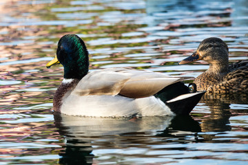 Ducks on the Lake