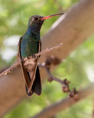 Broadbilled Hummingbird