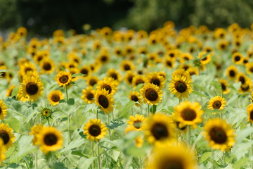 Obraz premium 万博公園 ひまわり