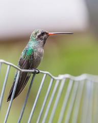 Perched hummingbird