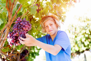 Boy in vineyard