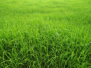 Green rice fields