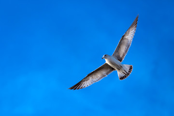 Seagull Soaring in the Sky