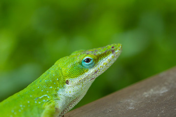 Green Lizard