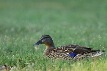 Mallard Duck Sitting in Grass