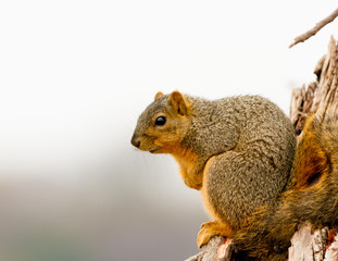 Naklejka na ściany i meble Squirrel Perched on a Tree