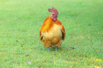 Colorful male chicken on the grass.