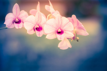 Beautiful Orchids