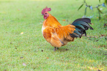 Colorful male chicken on the grass.