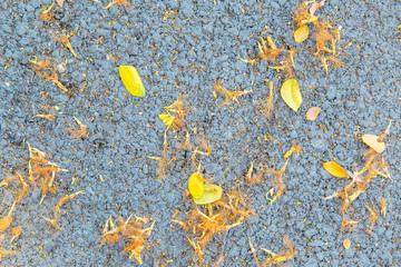 Small dry leaf and pollen of flower on the road floor.