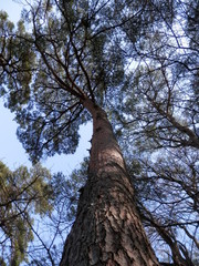 アカマツ(見上げ図)