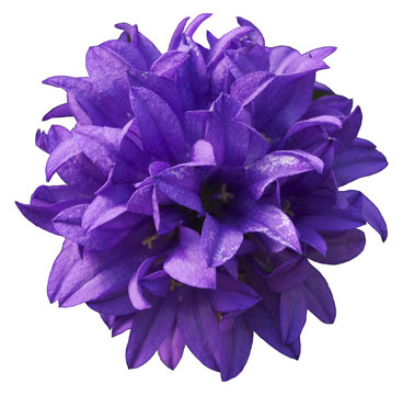 Fototapeta Purple Flower Cluster