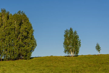 Fototapeta na wymiar birch grove leaves trees