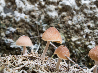 Close up little brown mushrooms