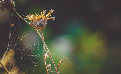Опустевший сад в октябре