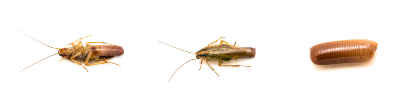 Cycle life of Cockroach