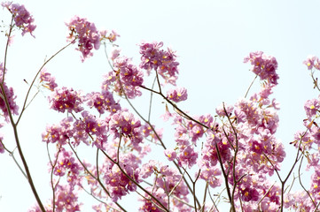 pink flower summer in Thailand, subject is blurred