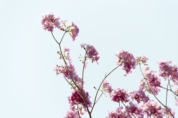 pink flower summer in Thailand, subject is blurred