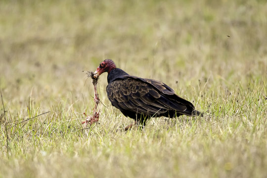 Turkey Vulture Eating In Field