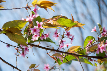 Pink Sakura flower blooming in Thailand, subject is blurred