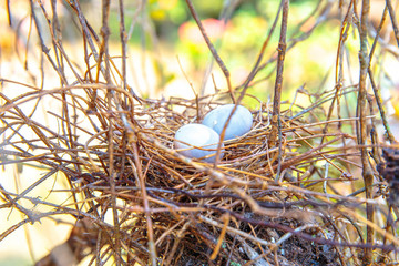 Bird nest after raining and two egg on the background.