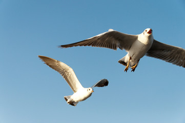 seagull flying on the air, subject is blurred