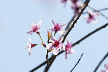 Pink Sakura flower blooming in Thailand, subject is blurred