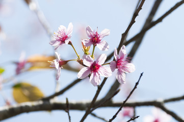 Pink Sakura flower blooming in Thailand, subject is blurred