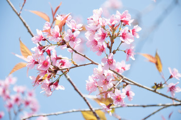 Pink Sakura flower blooming in Thailand, subject is blurred