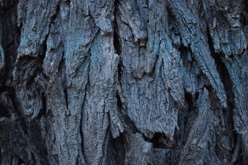 Tree bark