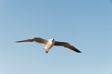 seagull flying on the air, subject is blurred