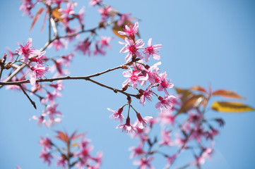 Pink Sakura flower blooming in Thailand, subject is blurred