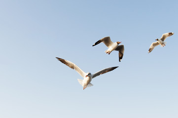 seagull flying on the air, subject is blurred