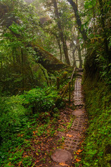 Monteverde Cloud forest