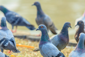 Many pigeon bird.