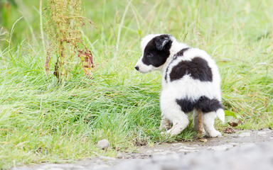 Naklejka na ściany i meble Small Border Collie puppy on a farm, pooing