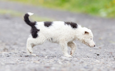 Border Collie puppy on a farm