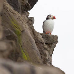 Colorful Puffin isolated in natural environment